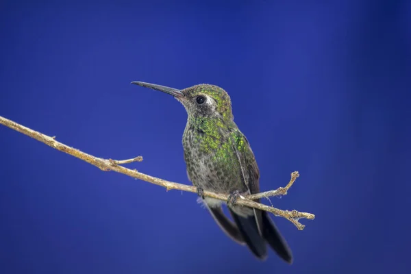 Closeup Shot Hummingbird Perched Tree Branch Blurred Background — Stock Photo, Image