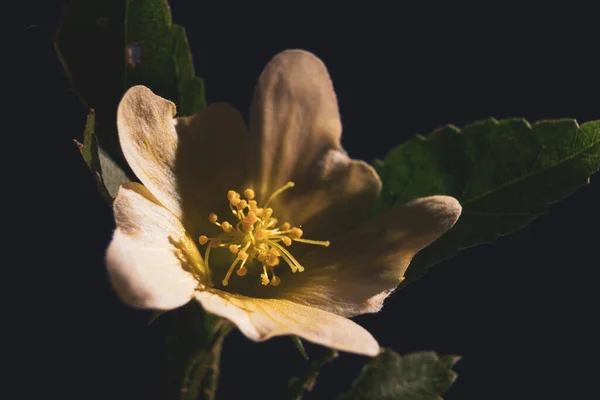 Closeup Shot Beautiful White Melastome Flower — Stock Photo, Image