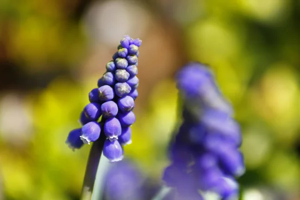 Primer Plano Flores Armenias Muscari Campo —  Fotos de Stock