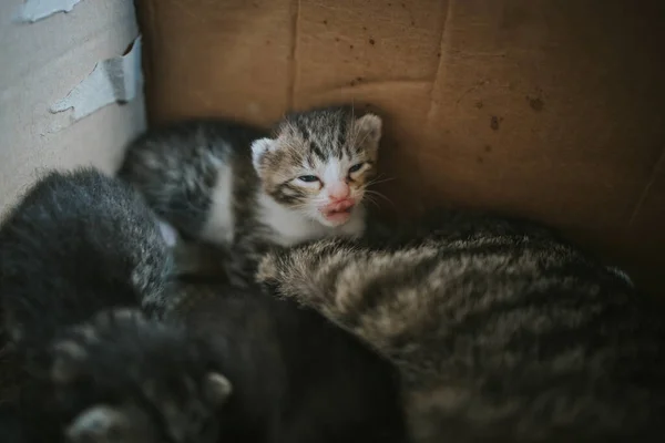 Close Alguns Gatinhos Recém Nascidos Uma Caixa Papelão — Fotografia de Stock