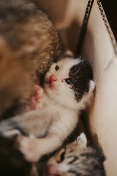 Closeup Shot Adorable Cute Newborn Kitten Cardboard Box Siblings Mother — 图库照片