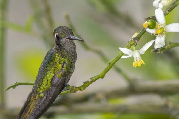 Uroczy Mały Zielony Koliber Gałązce Patrząc Ciekawie Białe Kwiaty — Zdjęcie stockowe