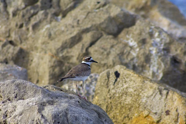 Closeup Shot Killdeer Bird Perched Rock Sea — Stock Photo, Image