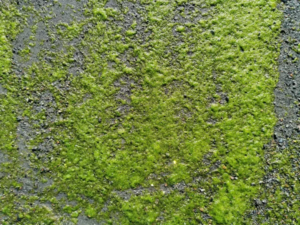 Doğal Yeşil Yosunlarla Kaplı Pürüzsüz Bir Kaya — Stok fotoğraf