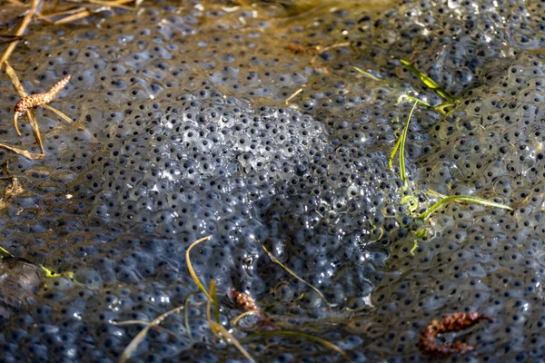 Close Ovos Caviar Lago — Fotografia de Stock