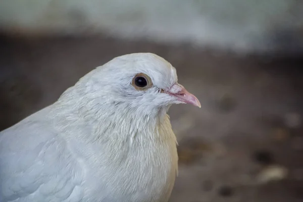 Wybiórcze Ujęcie Białego Gołębia — Zdjęcie stockowe