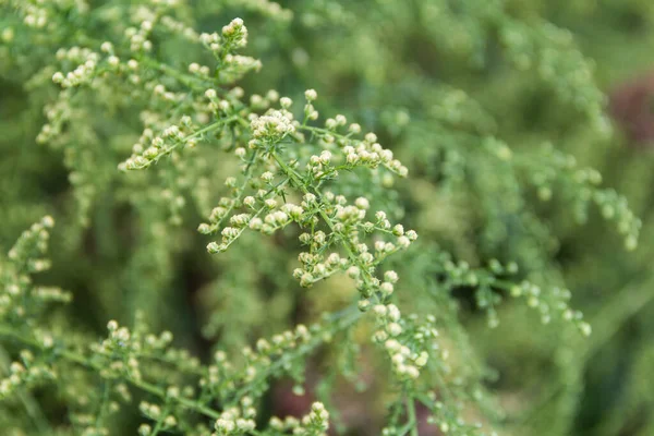 開花中のアルテミシア アナウアの枝の詳細 山に自生する薬用植物 — ストック写真