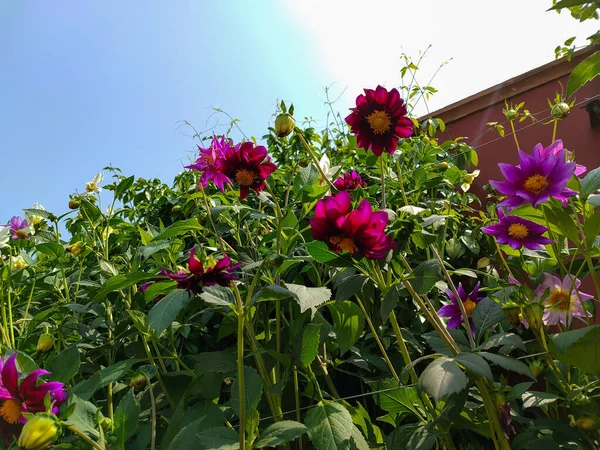 Крупним Планом Рожеві Квіти Далії Сонячний День — стокове фото