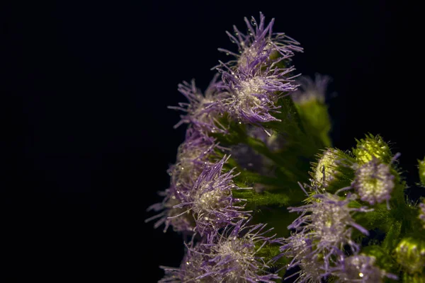 Patinée Ageratum Violette Sur Fond Noir — Photo