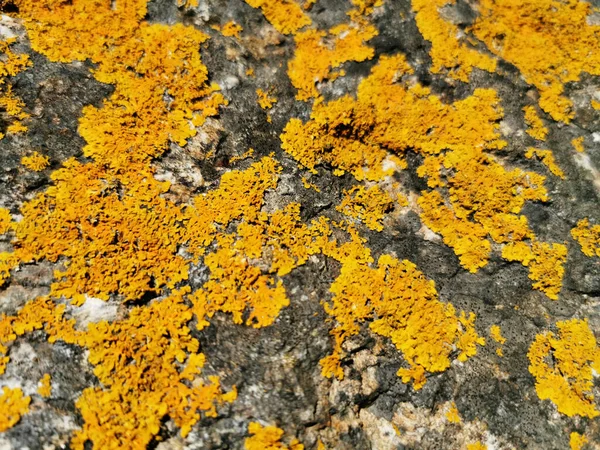 Una Roca Áspera Cubierta Liquen Naranja Fondo Textura — Foto de Stock
