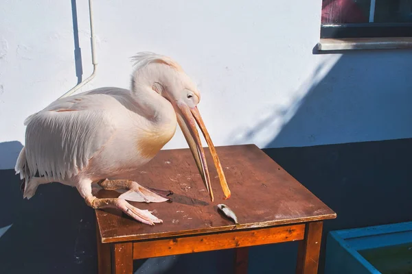 Isla Tinos Grecia Pelican Emblema Isla Listo Para Comer Pescado — Foto de Stock
