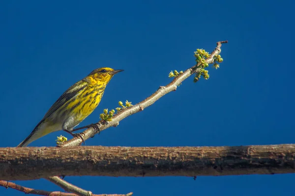 Une Nouvelle Paruline Monde Perchée Sur Une Branche — Photo