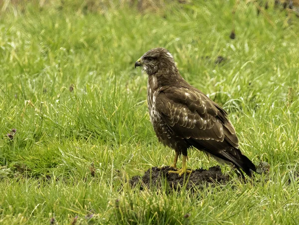 Een Zijprofiel Van Een Buizerd Buteo Buteo Die Grond Staat — Stockfoto