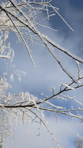 Closeup Tree Branches Covered Hoarfrost Cloudy Sky — Stock Photo, Image