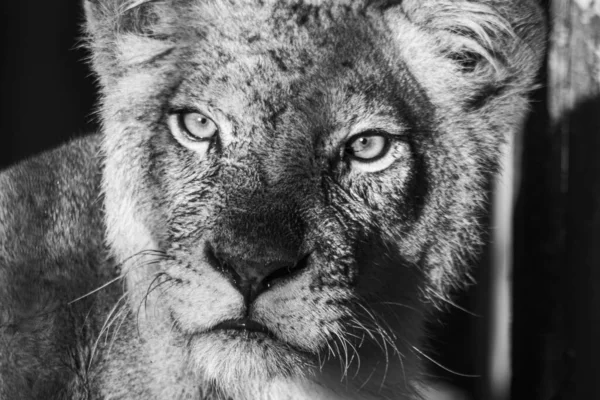 Серый Снимок Головы Льва — стоковое фото