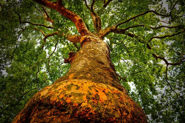 Tiro Ângulo Baixo Uma Árvore Alta Com Ramos Verdes — Fotografia de Stock