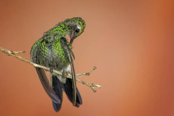 Hummingbird Perched Tree Branch Coral Background — Stock Photo, Image