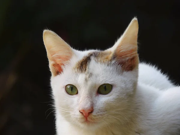 Enfoque Selectivo Hermoso Gato Blanco Con Ojos Verdes — Foto de Stock
