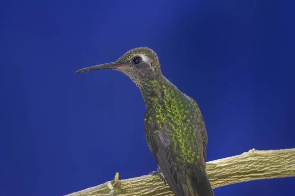 Egy Aranyos Zöld Méhecske Kolibri Egy Faágon Kék Háttérrel — Stock Fotó