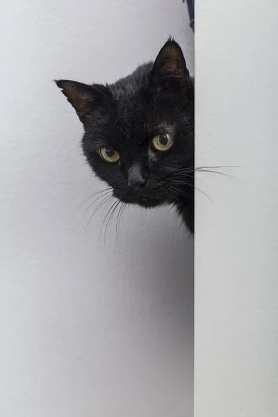 Gato Negro Con Pelo Corto Los Ojos Verdosos Empuja Cabeza —  Fotos de Stock