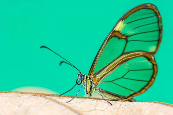 Plan Macro Papillon Aux Ailes Transparentes Sur Fond Vert — Photo