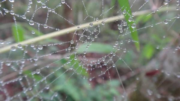 Mise Point Sélective Une Toile Araignée Couverte Rosée Matinale Dans — Photo