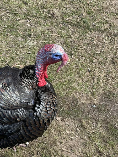 Pavo Caminando Sobre Hierba Jardín — Foto de Stock