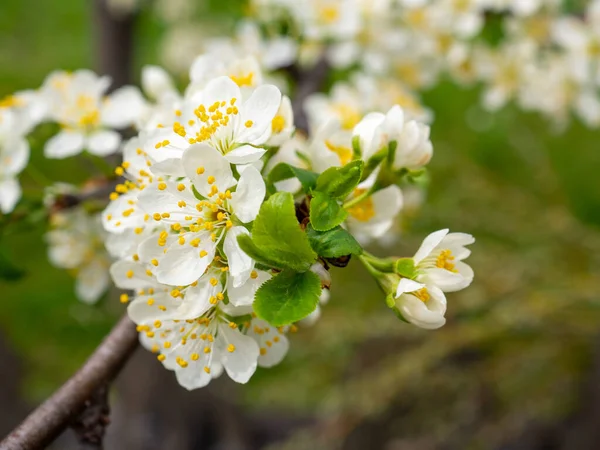 Крупним Планом Ніжні Білі Квіти Ідеально Підходить Шпалер — стокове фото