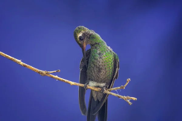 Hummingbird Perched Tree Branch Blue Background — Stock Photo, Image