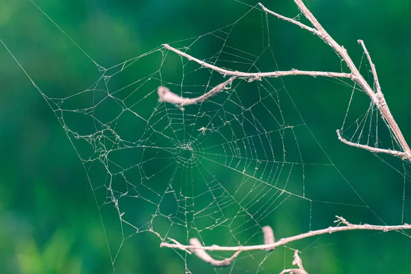 Spider Net Tree Branches — 스톡 사진