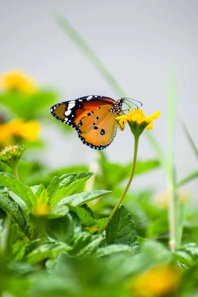 Tigre Plaine Danaus Chrysippus Papillon Buvant Nectar Une Fleur Jaune — Photo