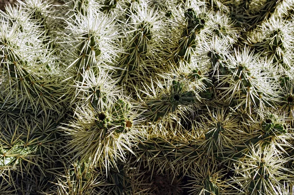 Detailní Záběr Kaktusu Cylindropuntia Tunicata Ostrými Hustými Trny — Stock fotografie