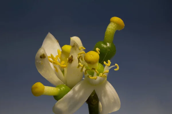 Цветок Апельсина Голубом Фоне — стоковое фото