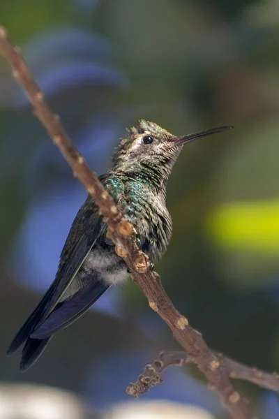 Pionowe Ujęcie Kolibra Siedzącego Gałęzi Drzewa — Zdjęcie stockowe