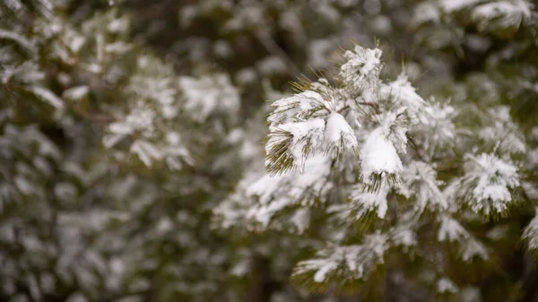 一片美丽的冬季风景 有许多树木被雪覆盖 — 图库照片