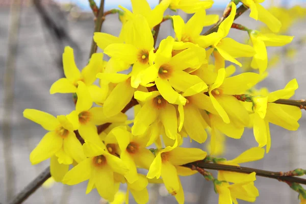 Primer Plano Vibrantes Flores Amarillas Forsythia Floreciendo Árbol —  Fotos de Stock