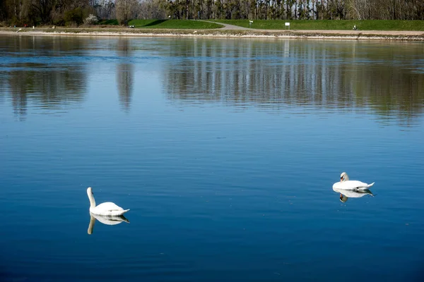 Par Cisnes Blancos Nadando Estanque — Foto de Stock