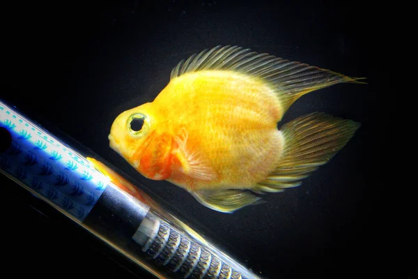 Een Gele Hartvorm Papegaaivis Drijvend Het Aquarium — Stockfoto