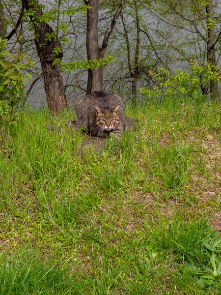 Rolig Grå Randig Katt Som Ligger Gräset Och Tittar Kameran — Stockfoto