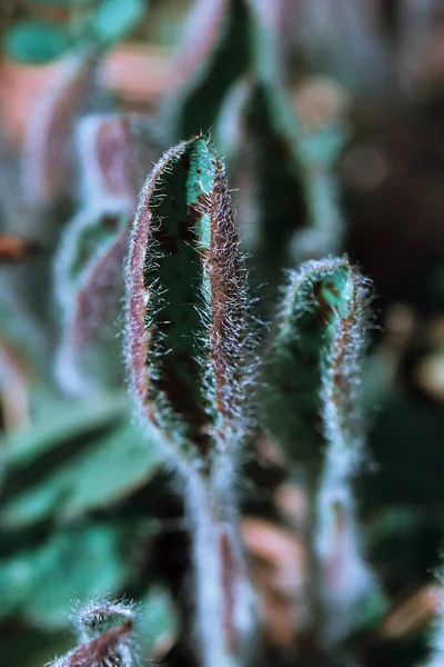 Tiro Vertical Uma Planta Exótica Com Folhas Fofas Coloridas — Fotografia de Stock