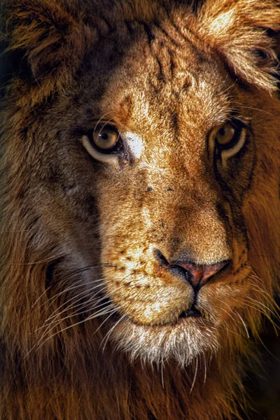 Closeup Shot Head Male Lion — Stock Photo, Image