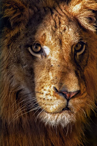 Een Close Shot Van Het Hoofd Van Een Mannelijke Leeuw — Stockfoto