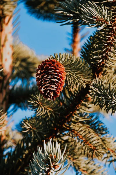 Vertical Shot Beautiful Pine Cone Pine Tree Sunny Day — 스톡 사진