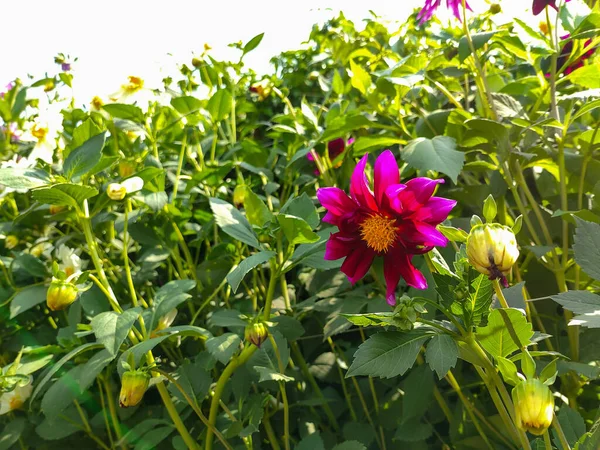 Primer Plano Una Flor Dalia Rosa Día Soleado — Foto de Stock