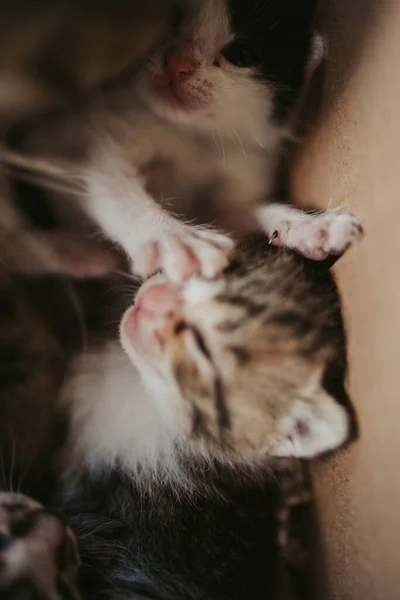 Tiro Aéreo Gatinhos Abraçando Jogando Uma Caixa Papelão — Fotografia de Stock