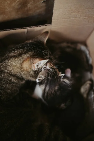 Disparo Vertical Gato Sus Gatitos Descansando Una Caja Cartón — Foto de Stock