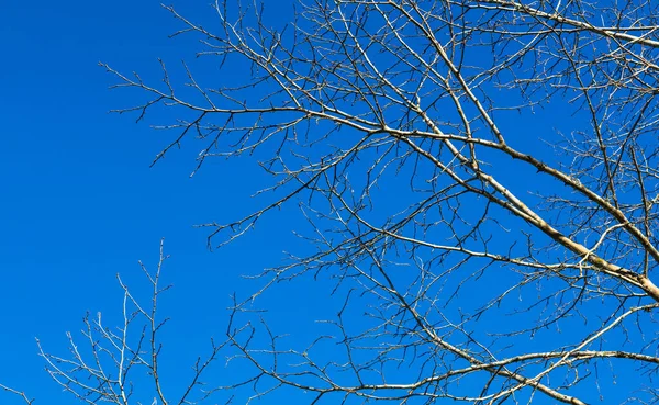 Suche Gałęzie Drzewa Niebieskim Tle — Zdjęcie stockowe