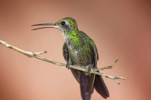 Colibrí Posado Una Rama Árbol Sobre Fondo Coral — Foto de Stock