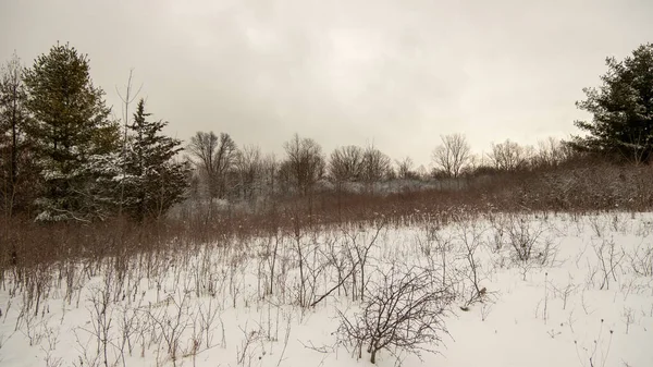 Красиві Пейзажі Зимового Пейзажу Великою Кількістю Дерев Вкритих Снігом — стокове фото