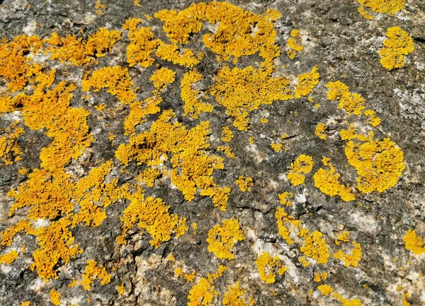 一种粗糙的岩石 上面覆盖着橙色苔藓 质地背景 — 图库照片